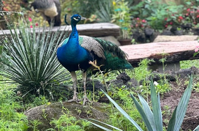 1/2 Day Puerto Vallarta Botanical Garden tour - Price and Value: Paying for Guidance and Garden Admission