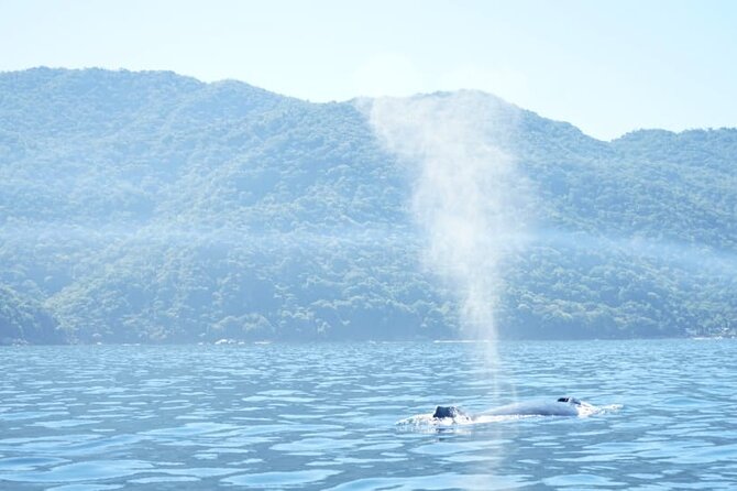 3 Hours of Whale Watching in Puerto Vallarta - Setting Out From Los Peines, Isla Iguana