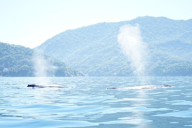 3 Hours of Whale Watching in Puerto Vallarta - Language and Communication: English on Paper, Real Life on the Water