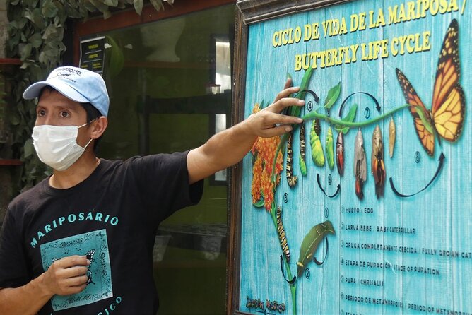 Butterfly Sanctuary & Museum Guided Tour in Puerto Vallarta - Key highlights to know before you go