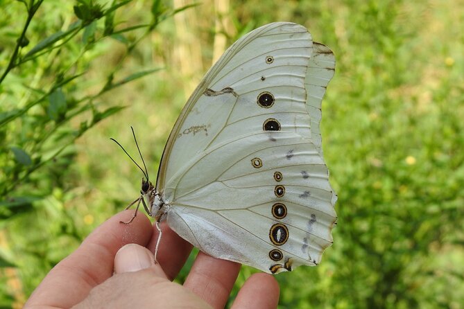 Butterfly Sanctuary & Museum Guided Tour in Puerto Vallarta - Entering Mariposario Jardin Magico: a sanctuary with a clear mission