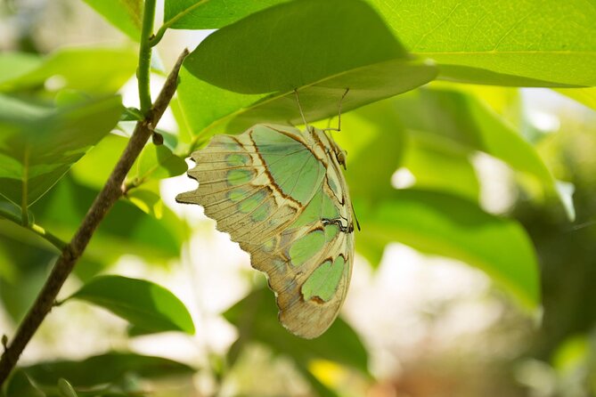 Butterfly Sanctuary & Museum Guided Tour in Puerto Vallarta - Butterfly Heritage Museum access: more than a souvenir room
