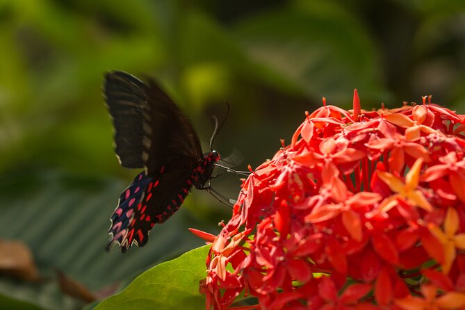 Butterfly Sanctuary & Museum Guided Tour in Puerto Vallarta - The release ceremony: a three-hour-old butterfly takes its first flight