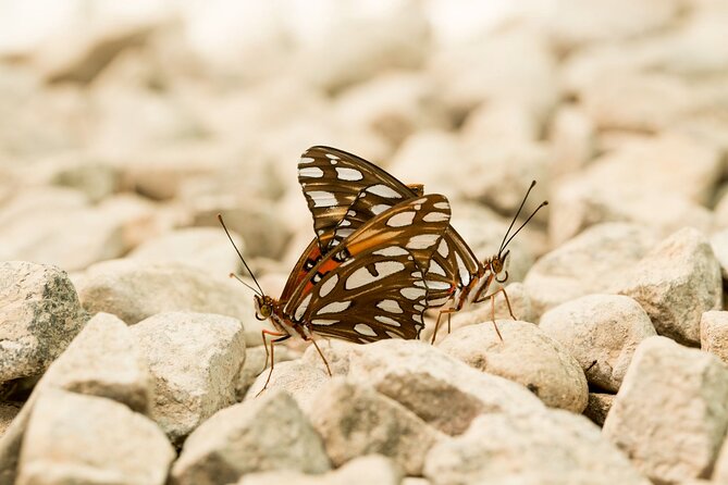 Butterfly Sanctuary & Museum Guided Tour in Puerto Vallarta - Guides who make the visit click, from Andre to Fabian