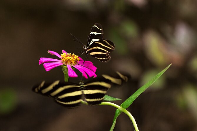 Butterfly Sanctuary & Museum Guided Tour in Puerto Vallarta - Photography and pacing: when the pond becomes your calm zone