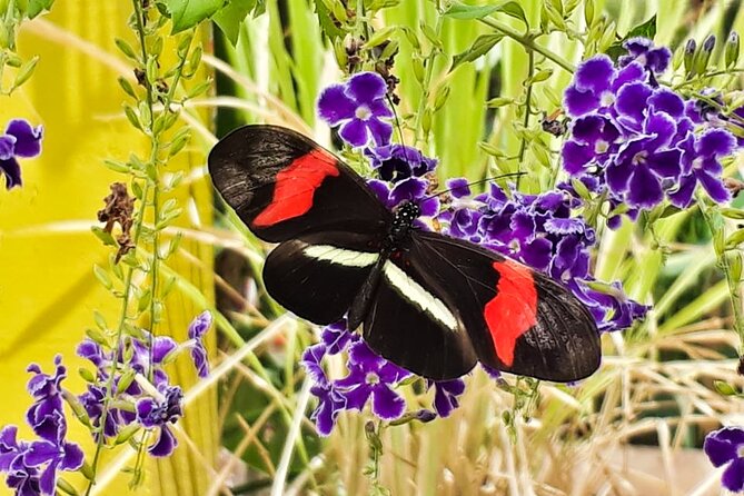 Butterfly Sanctuary & Museum Guided Tour in Puerto Vallarta - Outdoor comfort tips for a smooth visit