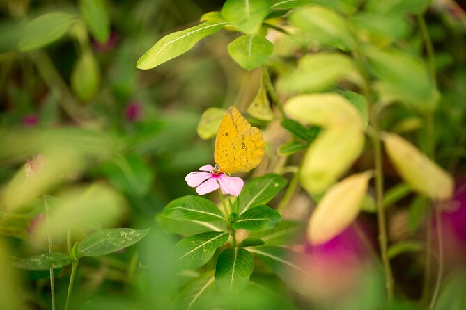 Butterfly Sanctuary & Museum Guided Tour in Puerto Vallarta - The 1-hour schedule that keeps things easy