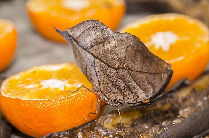 Butterfly Sanctuary, Museum & Lunch with Transport - The museum component, how it fits into the day