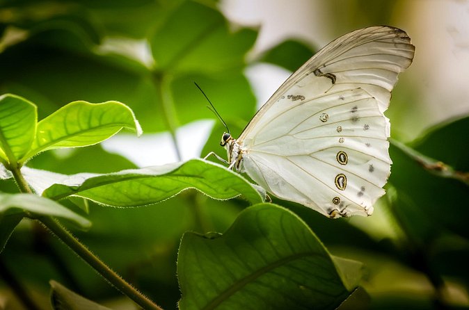 Butterfly Sanctuary, Museum & Lunch with Transport - Price and value: what $119 covers (and why it feels fair)