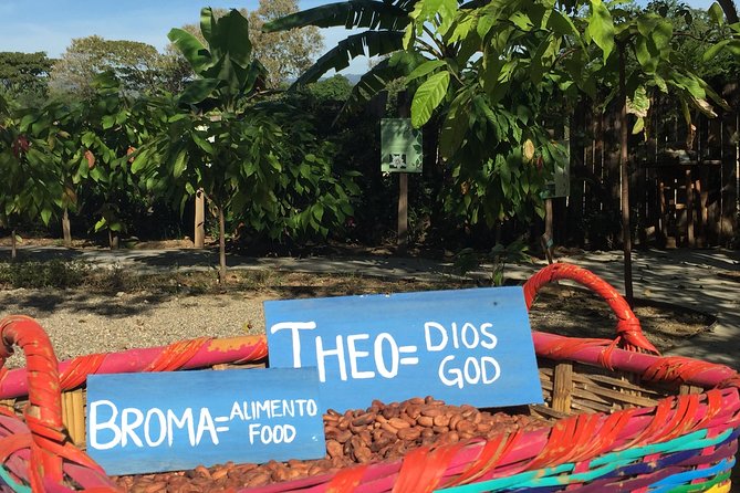 Chocolate Tour in Vallarta - Key highlights before you go
