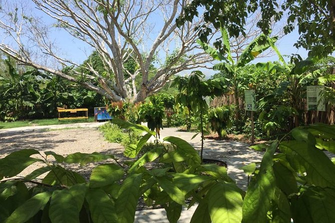 Chocolate Tour in Vallarta - Price, value, and what your $39 covers