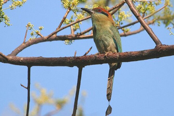 Desembocada and Ameca River Bird Paradise (Wetland and Tropical birds in PV) - Key things to know before you go