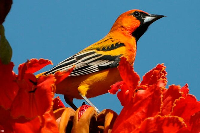 Desembocada and Ameca River Bird Paradise (Wetland and Tropical birds in PV) - Playa Boca de Tomates: the first place to train your eyes