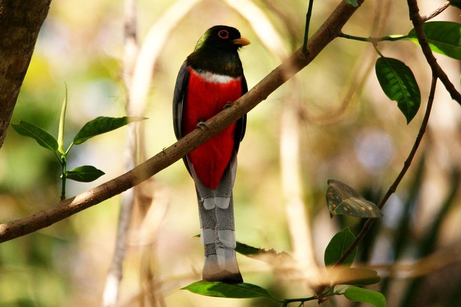 Desembocada and Ameca River Bird Paradise (Wetland and Tropical birds in PV) - The Ameca River stretch: tropical birds, calls, and careful scanning