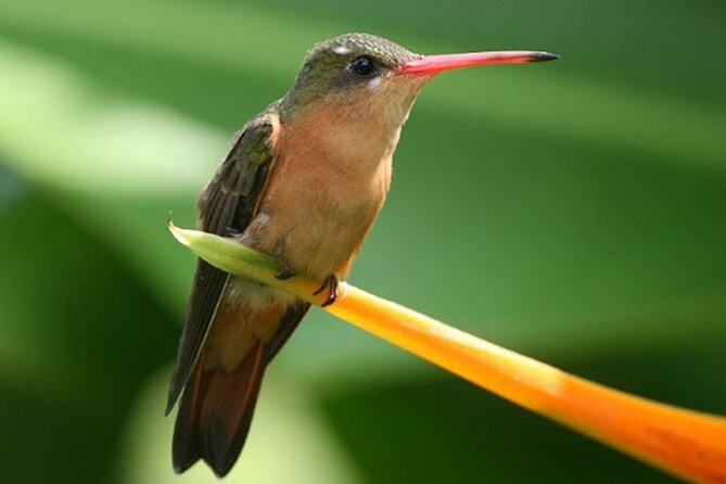 Desembocada and Ameca River Bird Paradise (Wetland and Tropical birds in PV) - What birds you might actually spot (and why it varies)