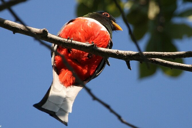 Desembocada and Ameca River Bird Paradise (Wetland and Tropical birds in PV) - Food, gear, and the no-lunch reality