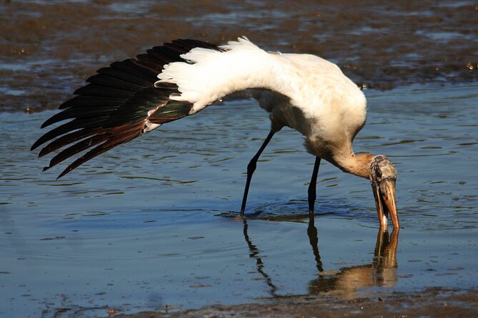Desembocada and Ameca River Bird Paradise (Wetland and Tropical birds in PV) - Timing and logistics that affect your experience
