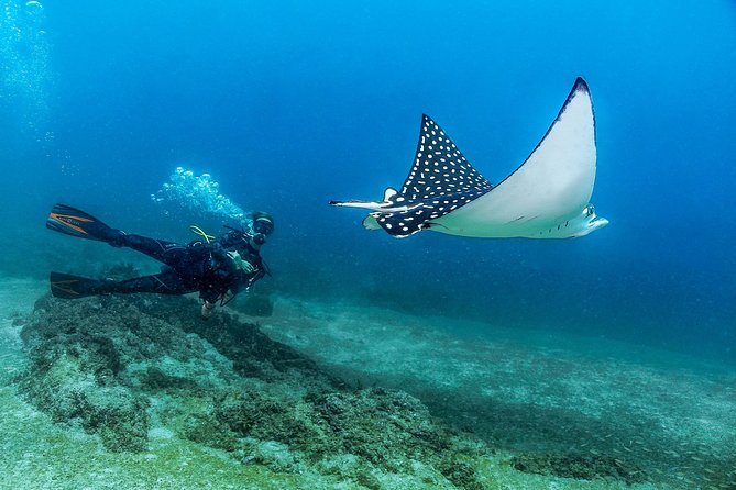 Discover Scuba experience at Las Caletas, Puerto Vallarta - Key Points You’ll Care About