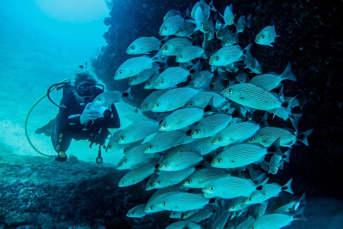 Discover Scuba experience at Las Caletas, Puerto Vallarta - From Vallarta Adventures at 8:00 AM to the Secluded Beach Paradise
