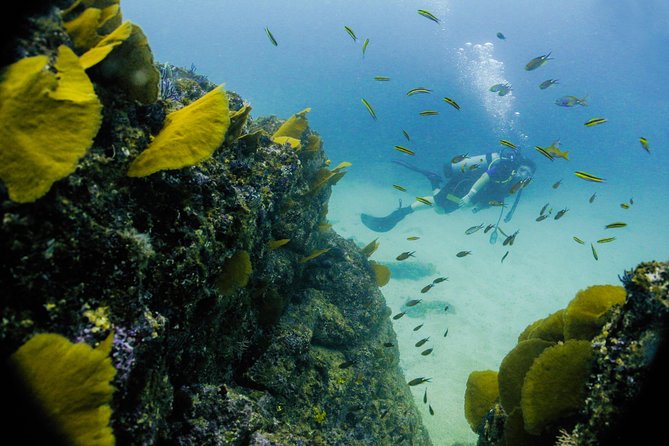 Discover Scuba experience at Las Caletas, Puerto Vallarta - The Waiting Time at Las Caletas: Lunch, Drinks, and Island Activities