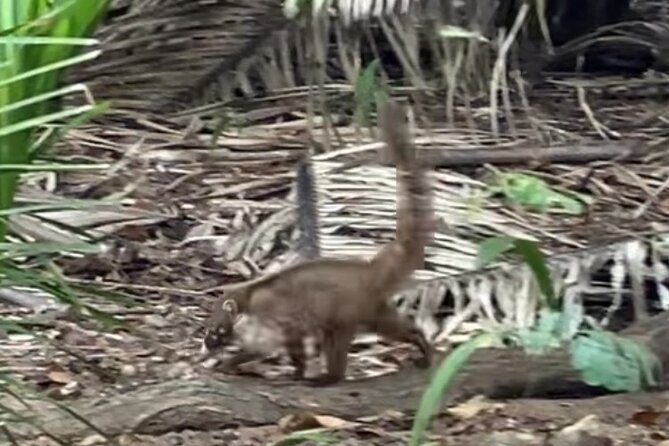 Ecocultural Jungle Hike & Secret Beach Experience - What you learn about the jungle, plants, animals, and everyday culture