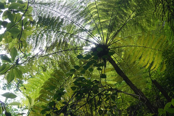 El Nogalito Mountain River- Hiking Tour - Who should book this hike (and who might skip it)