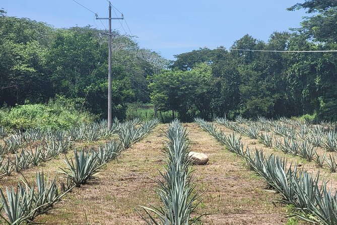Finca 18 Puerto Vallarta Tequila Tour + Chocolate Pairing - The tasting class: 5+ pours with a chocolate pairing twist