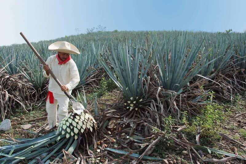 From Puerto Vallarta: Full-Day Tour to San Sebastian - Who should book, and who should skip this San Sebastian tour
