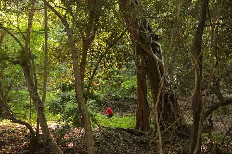 From Puerto Vallarta: Jungle Mountain Bike Tour - Who this tour suits best, and who should skip it