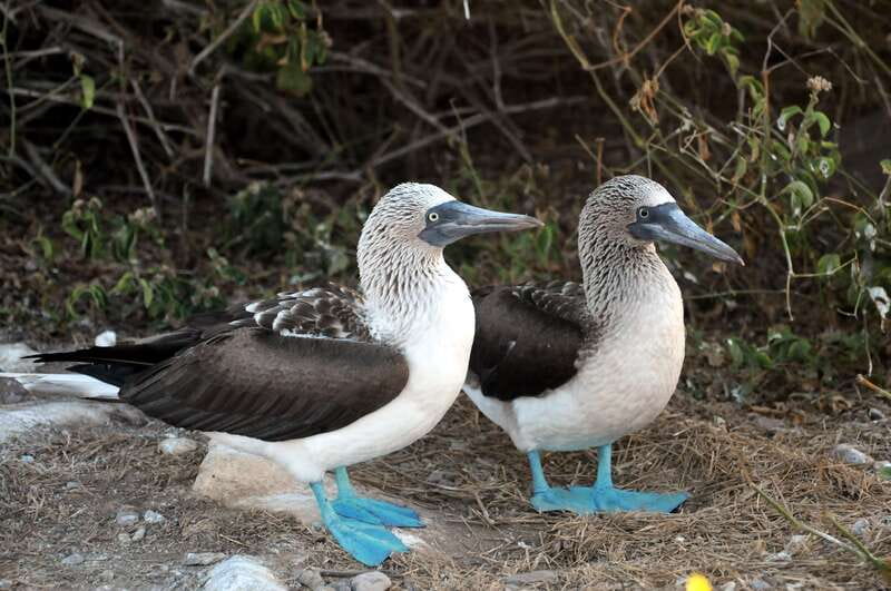 From Puerto Vallarta: Marieta Islands Snorkeling Trip - The biologist-led part: turning sights into stories