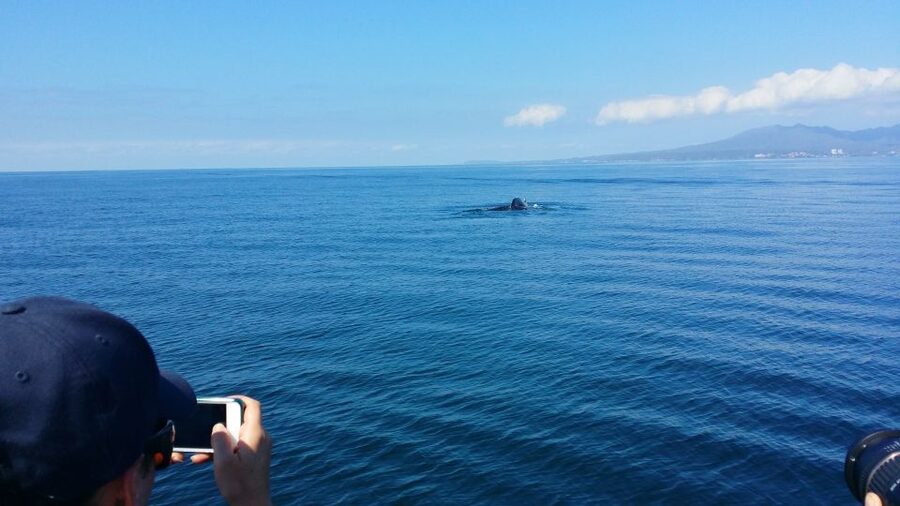 From Puerto Vallarta/Nuevo Vallarta: Whale Watching Cruise - Price and value for a 4-hour whale watching day