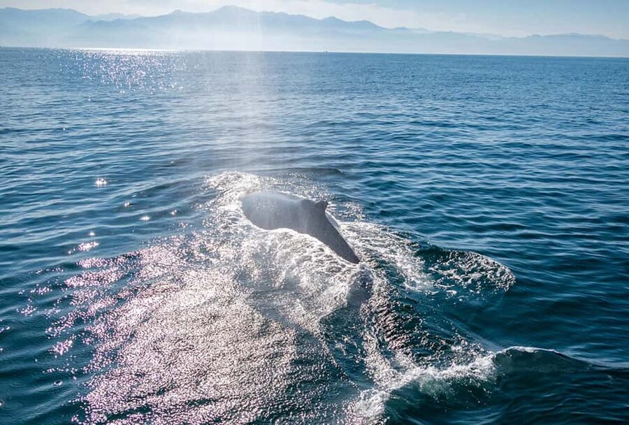 From Puerto Vallarta/Nuevo Vallarta: Whale Watching Cruise - The marine biologists: turning sightings into real understanding