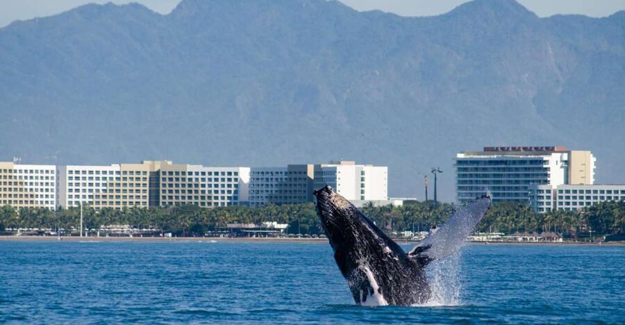 From Puerto Vallarta/Nuevo Vallarta: Whale Watching Cruise - Getting to the pier: two Puerto Vallarta meeting points