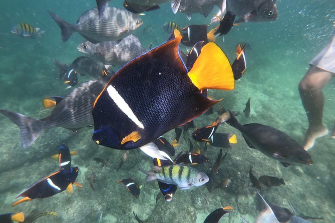Full-Day Experience in Banderas Bay - Majahuitas snorkeling: caves, an underwater aquarium, and big animal spotting