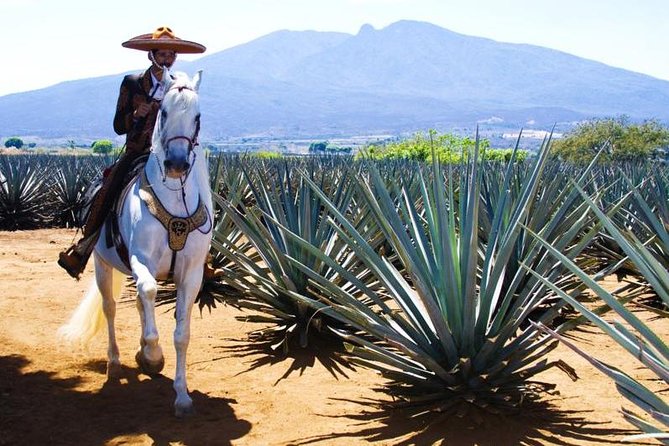 Full-Day Tequila, Jalisco from Puerto Vallarta with Tequila Experience - Jose Cuervo Forum: A Major Distillery Stop Without the Rush