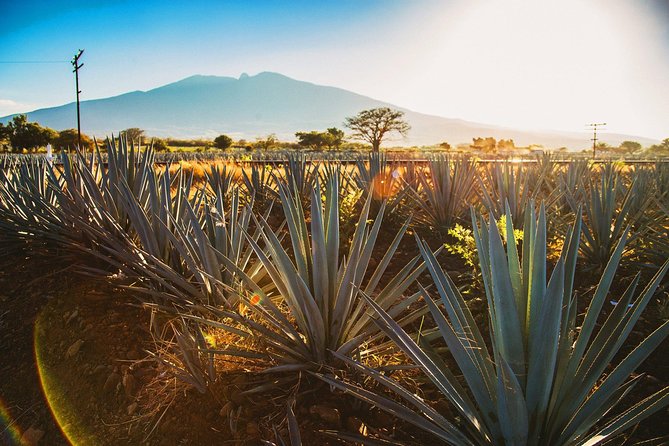Full-Day Tequila, Jalisco from Puerto Vallarta with Tequila Experience - Tequila Testing: Pace Yourself and Know What You Can Control