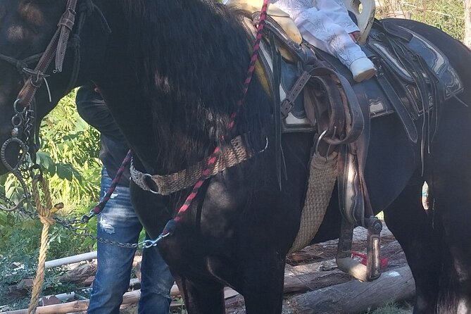 Fun Horseback Tour in Mismaloya - Who This Tour Fits Best (And Who Might Want Another Option)