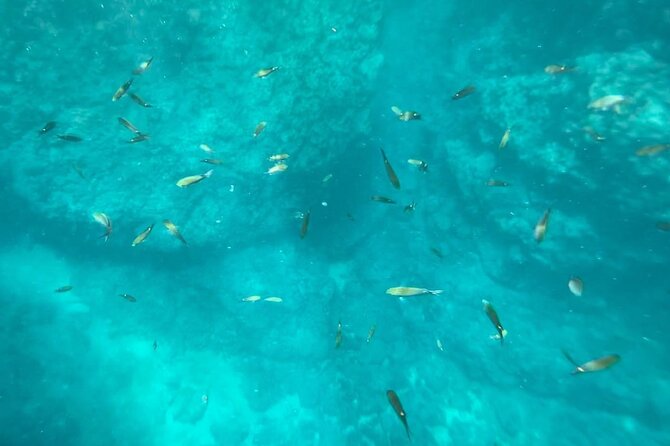 Guaranteed Hidden Beach • Private : up to 4 pers. • Punta Mita - Wildlife spotting on the return trip, and why the captain may pause