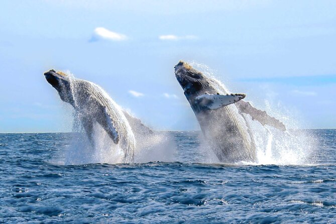 Half Day Private Sailing Cruise Puerto Vallarta with Snorkeling - The ride back: mountains, coastline, and downtown views from the water