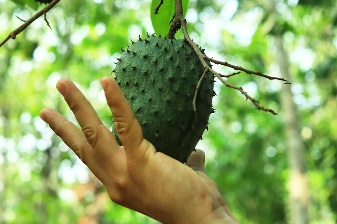 Hands-on Mexican Farm Experience: from Cow to Cheese - Exploring tropical fruit trees and seasonal bites