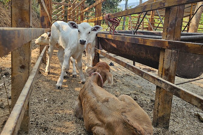 Hands-on Mexican Farm Experience: from Cow to Cheese - Natural pools to unwind and reset