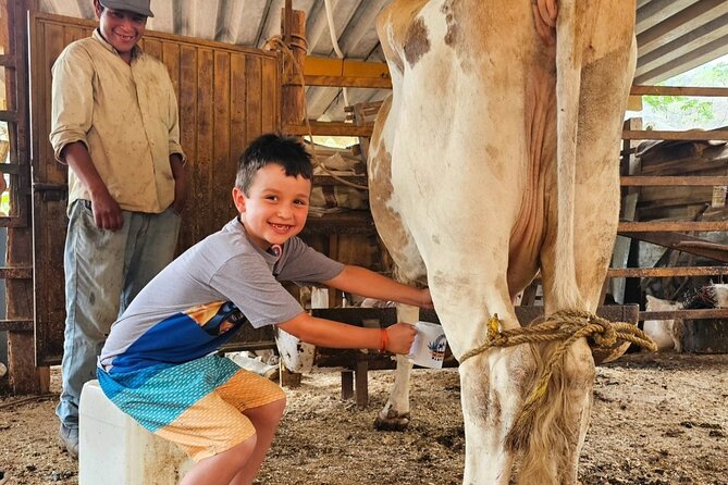 Hands-on Mexican Farm Experience: from Cow to Cheese - Milking a cow and tasting warm milk