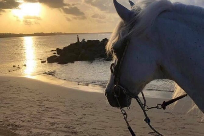 Horseback Riding in Sayulita Through Jungle Trails to the Beach - The ranch start: horse introductions, safety briefing, and matching your comfort level