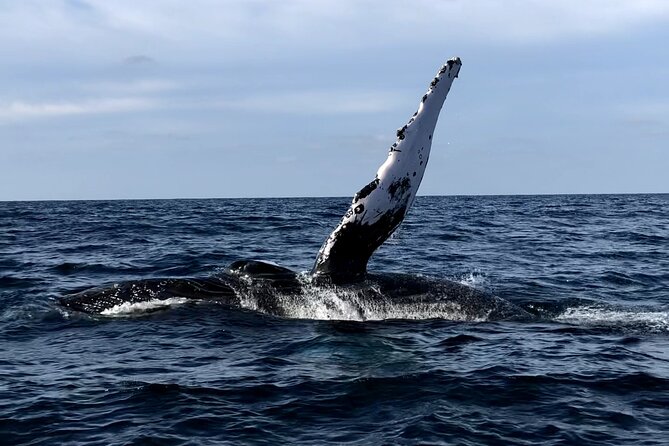 Humpback Whale Watching • Private Tour • Punta Mita - Key Highlights You’ll Care About
