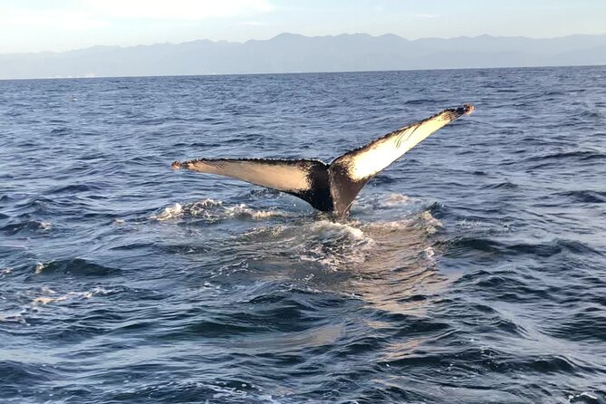 Humpback Whale Watching • Private Tour • Punta Mita - Punta Mita Whale Watching: What This Tour Is Really Like