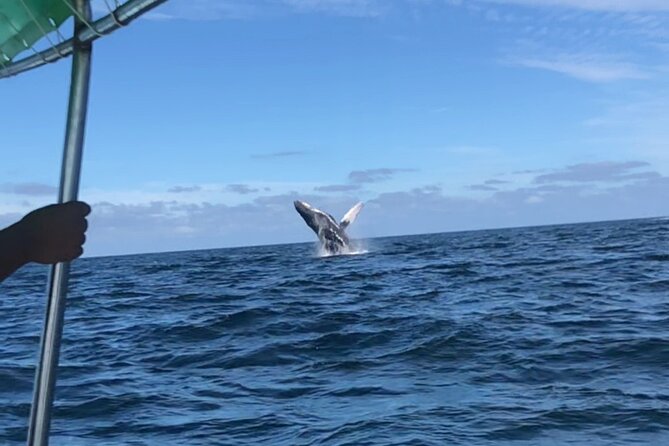 Humpback Whale Watching • Private Tour • Punta Mita - How the Captain Searches and Why Distance Matters