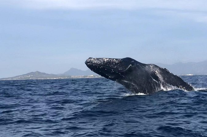 Humpback Whale Watching • Private Tour • Punta Mita - What You Can Expect to See (and What You Can’t)