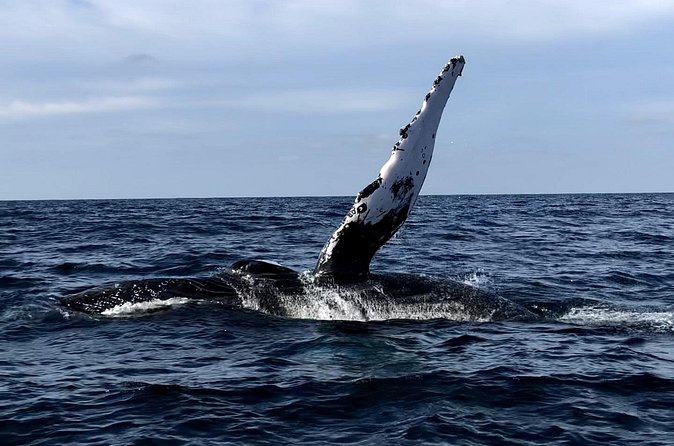 Humpback Whale Watching • Private Tour • Punta Mita - Private Boat Comfort: Small Boat, Big Payoff