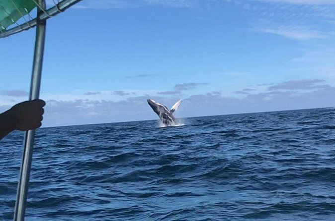 Humpback Whale Watching • Private Tour • Punta Mita - The Punta de Mita Stop and the Return Ride