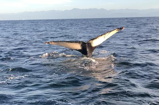 Humpback Whale Watching • Private Tour • Punta Mita - Price and Value: $297.86 Per Group for Up to 8
